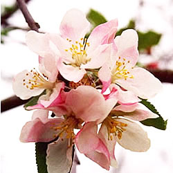 Apple Blossom Scented Oil Me Fragrance Image