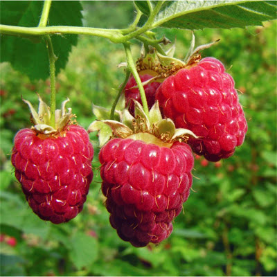 Raspberry Scented Oil Me Fragrance Image