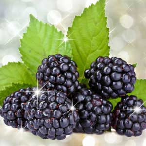 Blackberry Scented Oil Me Fragrance Image