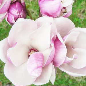 Magnolia Scented Oil Me Fragrance Image